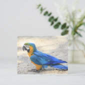 Arara, das wirkliche Carioca, Rio- de Postkarte (Stehend Vorderseite)