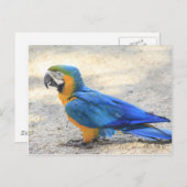 Arara, das wirkliche Carioca, Rio- de Postkarte (Vorne/Hinten)