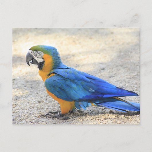 Arara, das wirkliche Carioca, Rio- de Postkarte (Vorderseite)