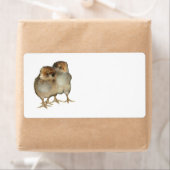 Araucana-Hühner-Ornithologie-Vögel (Insitu)