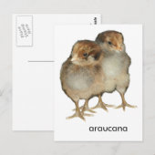 Araucana-Hühner-Ornithologie-Vögel Postkarte (Vorne/Hinten)