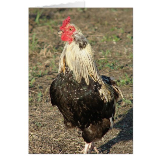 Araucana Rooster (Vorne)