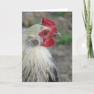 Araucana Rooster Karte