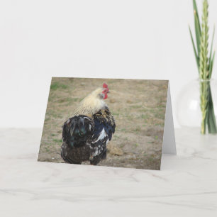 Araucana Rooster Karte