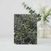 Araucaria araucana Frauenkegel - Foto Aragon Postkarte (Stehend Vorderseite)