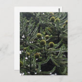 Araucaria araucana Frauenkegel - Foto Aragon Postkarte (Vorne/Hinten)