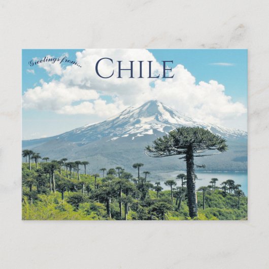 Araucaria Araucana Trees in Chile Postkarte (Vorderseite)
