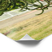 Araukarie. Poster (Ecke)