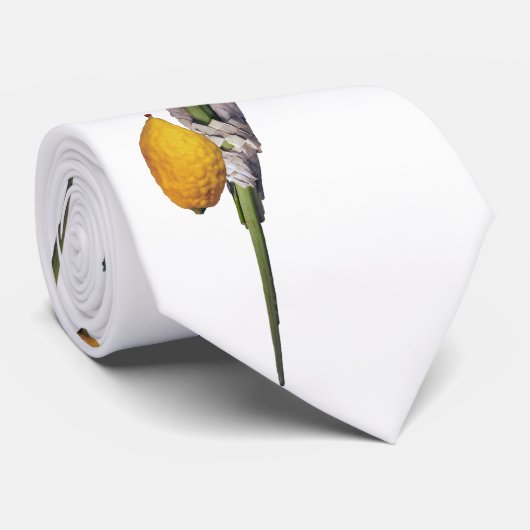 Arba Minim - Lulav, Esrog, Hadas u. Aravah Krawatte (Gerollt)