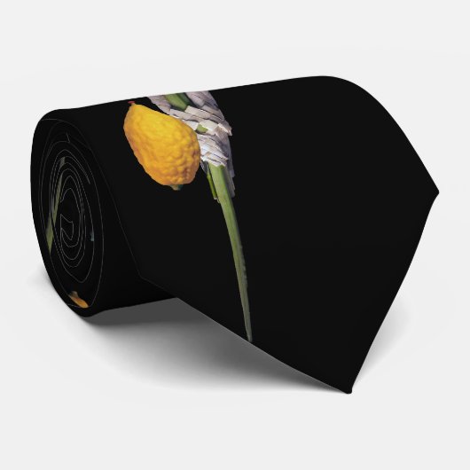 Arba Minim - Lulav, Esrog, Hadas u. Aravah Krawatte (Gerollt)