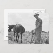 Arbeit in der Baumwolle Postkarte (Vorne/Hinten)