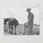 Arbeit in der Baumwolle Postkarte (Vorderseite)