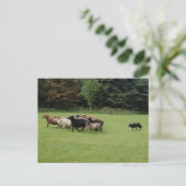 Arbeiten mit Grenzkollie Postkarte (Stehend Vorderseite)