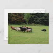 Arbeiten mit Grenzkollie Postkarte (Vorne/Hinten)