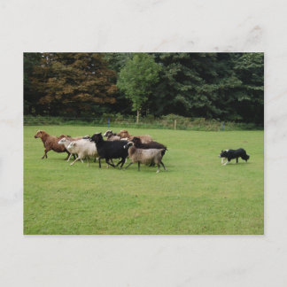 Arbeiten mit Grenzkollie Postkarte