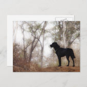 Arbeiten von Hunde Scooby am Arbeitsplatz Hunde zu Postkarte (Vorne/Hinten)