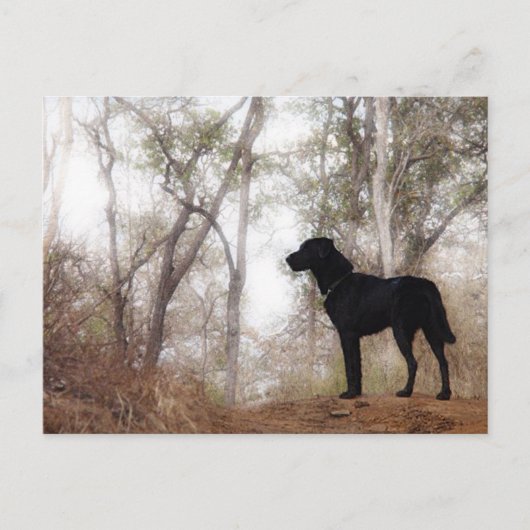 Arbeiten von Hunde Scooby am Arbeitsplatz Hunde zu Postkarte (Vorderseite)