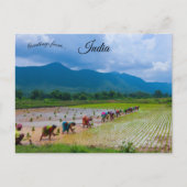 Arbeiter in einem Reis-Paddy in Odisha, Indien Postkarte (Vorderseite)