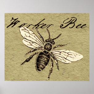 Arbeiterbiene Insekten-Illustration Poster