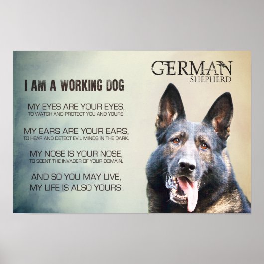Arbeitsdeutscher Schäferhund - GSD Poster (Vorne)