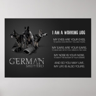 Arbeitsdeutscher Schäferhund - GSD Poster
