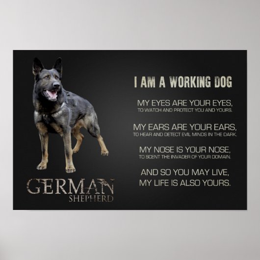 Arbeitsdeutscher Schäferhund - GSD Poster (Vorne)