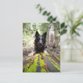 Arbeitshindermax bei Hunden zur Erhaltung der Arbe Postkarte (Stehend Vorderseite)