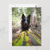 Arbeitshindermax bei Hunden zur Erhaltung der Arbe Postkarte (Vorne/Hinten)