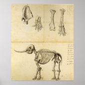 Arbeitskizze des Mastodon Poster (Vorne)