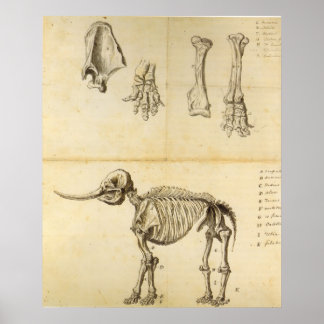 Arbeitskizze des Mastodon Poster