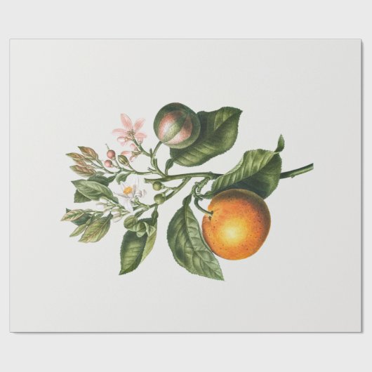 ARBEITSPAPIER: BITTER ORANGE BLOSSOM GESCHENKPAPIER (Flach)