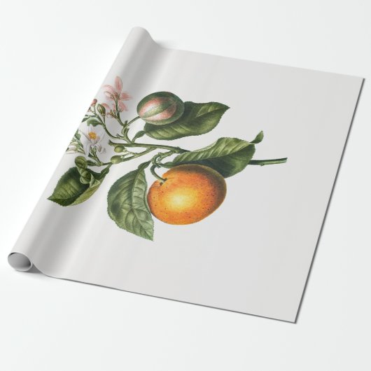 ARBEITSPAPIER: BITTER ORANGE BLOSSOM GESCHENKPAPIER (Ungerollt)