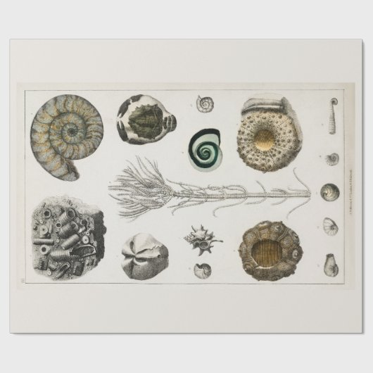 ARBEITSPAPIER: VINTAGE FOSSIL-CHARTA: GOLDSMITH GESCHENKPAPIER (Flach)