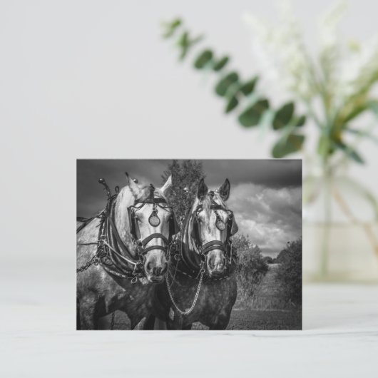 Arbeitspferde Postkarte (Stehend Vorderseite)