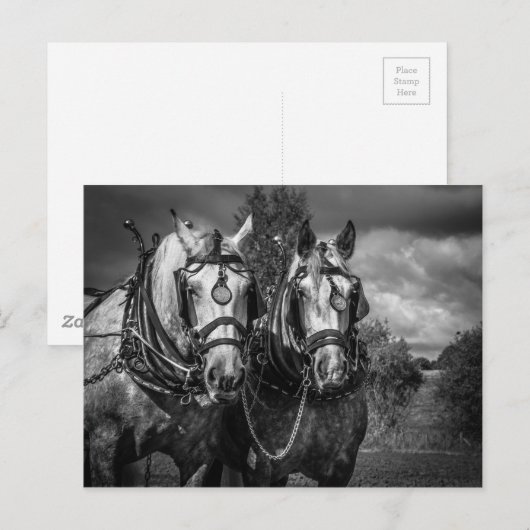 Arbeitspferde Postkarte (Vorne/Hinten)