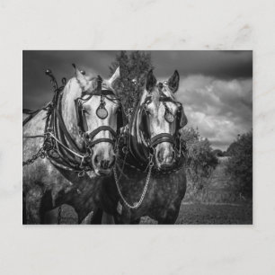 Arbeitspferde Postkarte