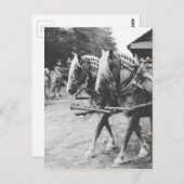 Arbeitstische Pferde in Schwarz und Weiß Postkarte (Vorne/Hinten)