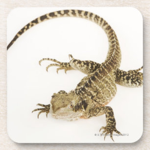 Arboreal agamid Spezieseingeborener bis Ost2 Getränkeuntersetzer