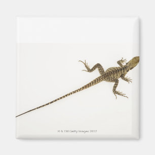 Arboreal agamid Spezieseingeborener zu Ost Magnet