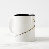 Arboreal agamid Spezieseingeborener zu Ost Zweifarbige Tasse (Vorderseite Links)