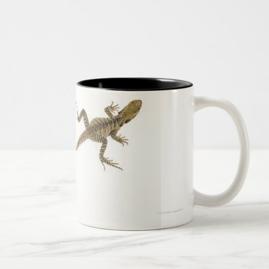 Arboreal agamid Spezieseingeborener zu Ost Zweifarbige Tasse (Rechts)