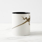 Arboreal agamid Spezieseingeborener zu Ost Zweifarbige Tasse (Mittel)