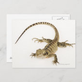 Arboreale Agaramid-Arten, die im Osten 2 beheimate Postkarte (Vorne/Hinten)