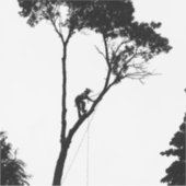 Arborist am Arbeitsplatz Aufkleber (Vorderseite)
