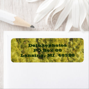 Arborvitae Evergreen Trees