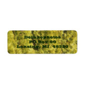 Arborvitae Evergreen Trees (Vorne)