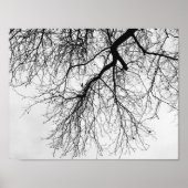 Arbre Noir et blanc Poster (Vorne)
