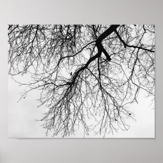 Arbre Noir et blanc Poster