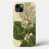 Arbutus Menziesii i iPhone Case (Rückseite)