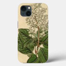 Arbutus Menziesii i iPhone Case